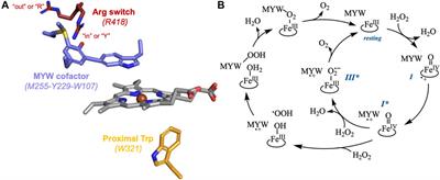 A switch and a failsafe: KatG’s mechanism for preservation of catalase activity using a conformationally dynamic Arg and an active-site Trp